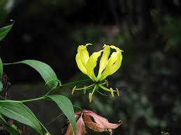 Image result for Littonia lindenii