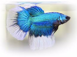 Betta fish, also called siamese or japanese fighting fish, are beautiful to look at, fun to watch, and don't require much space at all, sometimes with plants. Live Betta Fish Male Metallic Blue Butterfly Betta Fish Blue Butterfly Betta