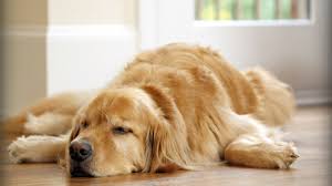Using Zonisamide For Treating Seizures In Dogs