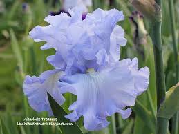 Les Iris Des Jardins 2 Fleurs Jardins Iris