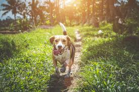 Maybe you would like to learn more about one of these? 8 Best Pet Safe Fertilizer For Lawns Yards Garden Buying Guide Faqs