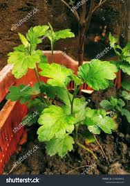 Image result for Pimpinella