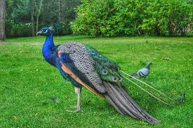 Lebensweise und haltung der nun ist der garten verwaist das pfauenpaar sitzt eingesperrt da und fühlt sich nicht besonders wohl. Pfau Vogel Garten Kostenloses Foto Auf Pixabay