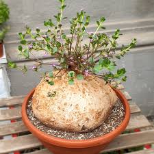 Image result for Raphionacme hirsuta