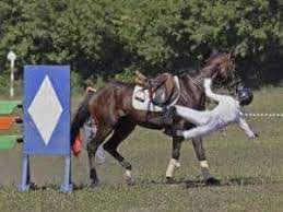 We did not find results for: Understanding Equine Insurance Policies The Horse