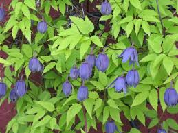 Check spelling or type a new query. Clematis Forum Topic North American Rock Garden Society