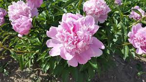 Check spelling or type a new query. Co Horts Peonies Oh How I Love Thee