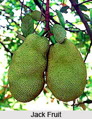 Check spelling or type a new query. Jack Fruit Tree Indian Trees