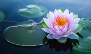 Image result for Lotus
