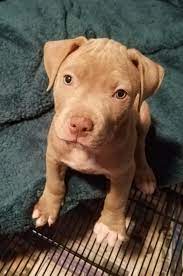 Pin On Pit Bull Puppies So Cute
