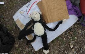 Violet may maslin, the baby daughter of anthony maslin and marite norris, who was born on anthony maslin and rin norris with their children otis, mo and evie, who were killed on flight mh17 when their. Ukrainian Government Releases Horrific Picture Of Infant Lying In A Field That It Says Was Killed When Rebels Shot Down Mh17 Daily Mail Online