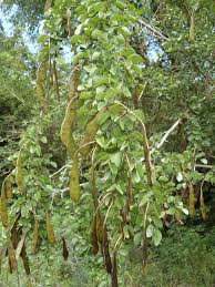 Image result for Bauhinia bowkeri