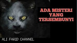 Video anak kucing ini tingkahnya lucu dan imut banget like & subscribe!! Gambar Kucing Comel Dan Gebu