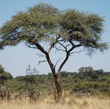 Image result for Acacia erioloba