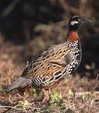 Black francolin - Wikipedia