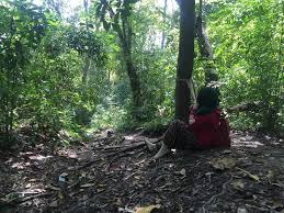 Check spelling or type a new query. Pantai Nanggelan Keindahan Di Balik Bukit Di Jember Selatan Traveran