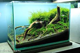 2011 Aga Aquascaping Contest Entry 40 Aquascape Aquarium 10 Gallon Fish Tank