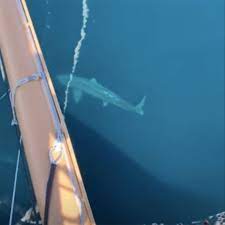 Check spelling or type a new query. Giant Shark Circling Cruise Ship Sparks Megalodon Fears For Tourists Express Co Uk