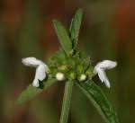 Image result for Leucas sexdentata