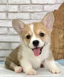 We are corgi specialized breeders. Pembroke Welsh Corgi Puppies For Sale In Los Angeles La Ca California Puppyfor Me