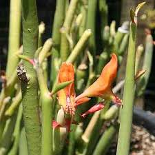 Image result for Petersianthus macrocarpus
