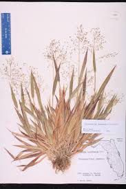 Image result for Dichapetalum deflexum