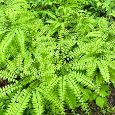 Image result for Adiantum patens