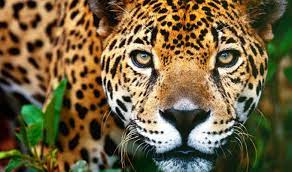 Jaguar facts, photos and videos the jaguar loves the brazilian wetlands where it catches caiman, anacondas and turtles right in the water, dragging them out to dine on a marshy bank. Animal Agriculture Is Killing Jaguars In South America Vegnews