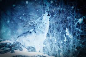 Clean, crisp images of all your favorite anime shows and movies. 4k Wolf Wallpapers 2019 Allhdwallpapers
