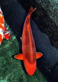 Pin On Koi