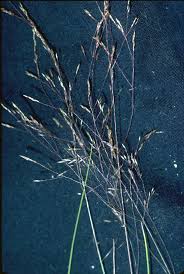 Image result for Agrostis