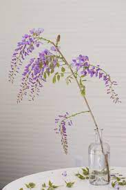 Mysterious Wisteria An Irresistible Flower Goes From Vine To Vase Gardenista Container Flowers Wisteria Annual Plants