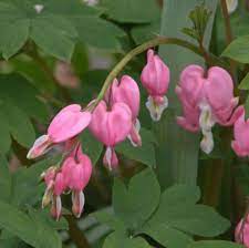 How To Grow And Care For Bleeding Hearts Bleeding Heart Flower Bleeding Heart Plant Bleeding Heart