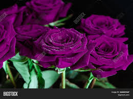 #flower #rose #purple rose #purple flower #purple petals #dried roses #beauty #womanly beauty #long brown hair #hair down #purple eye shadow #dreamer #nose piercing #day dreaming #red rose #black rose #roses #pink roses #purple rose #pretty #beautiful #nature #must grow some. Beautiful Purple Roses Image Photo Free Trial Bigstock