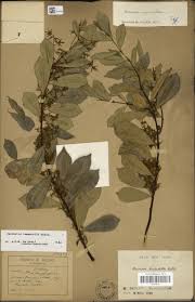 Image result for Oncinotis