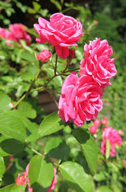 roses by karin pezel on 500px beautiful roses rose flowers