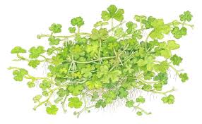 A popular plant in japanese for tucking into shady corners, beside a step or doorway perhaps, is lily turf, liriope muscari. Hydrocotyle Tripartita Tropica Aquarium Plants