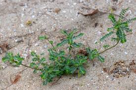 Image result for Phyllanthus polyanthus