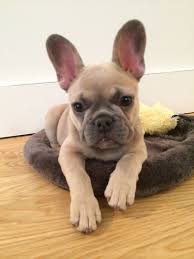 French bulldog prices fluctuate based on many factors including where you live or how far you are willing to travel. French Bulldog Breeders Near Me