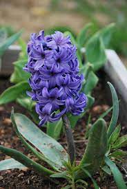Jacinto En El Jardin De Martiflor Plants