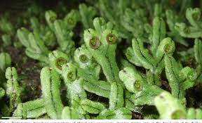 We did not find results for: Pdf The Liverwort Genus Marchantia L Marchantiophyta Marchantiopsida In Singapore With A New Species Record Semantic Scholar