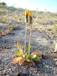 Image result for Anisopappus kirkii