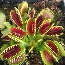 The trapping structure is formed by the terminal portion of each of the plant's leaves. 30 Seeds Venus Flytrap Potted Insectivorous Dionaea Muscipula Giant Clip Flytrap Bonsai Carnivorous Rare Plant Seeds Shopee Thailand