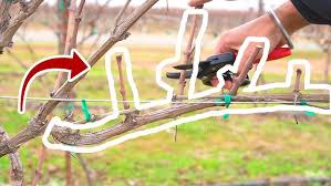 Image result for pruning grapes on a pergola