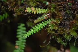 Image result for Lellingeria