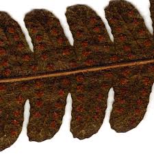 Image result for Christella