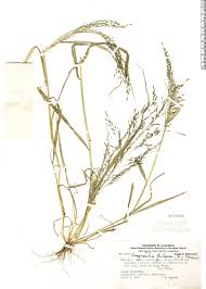 Image result for Eragrostis pilosa
