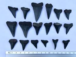 Shark teeth are the most commonly collected vertebrate fossil. Lot Art South African Fossil Shark Tooth Collection Giant White And Great White Carcharodon With Isurus 18