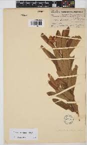 Image result for Eriosema pauciflorum