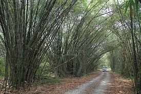Owner lama rumah tersebut bela pokok buluh cina untuk dijadikan pagar rumah. Pokok Buluh Fiksyen Shasha